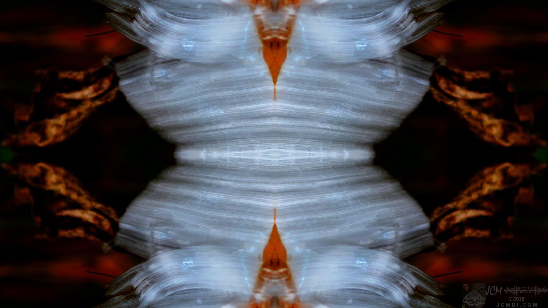 Ice flowers Quadroscopic